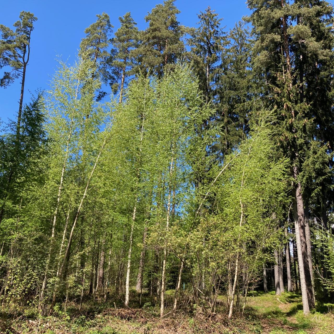 wald
