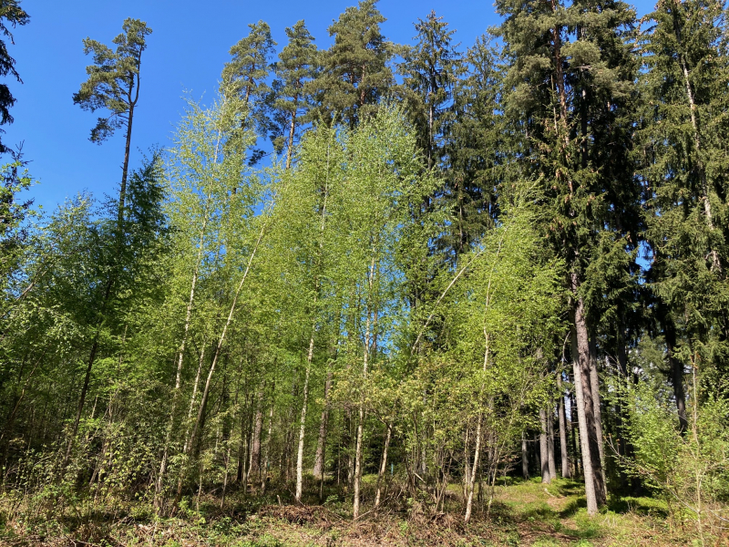 Wald